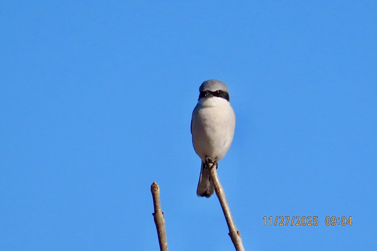 Loggerhead Shrike - ML645952782