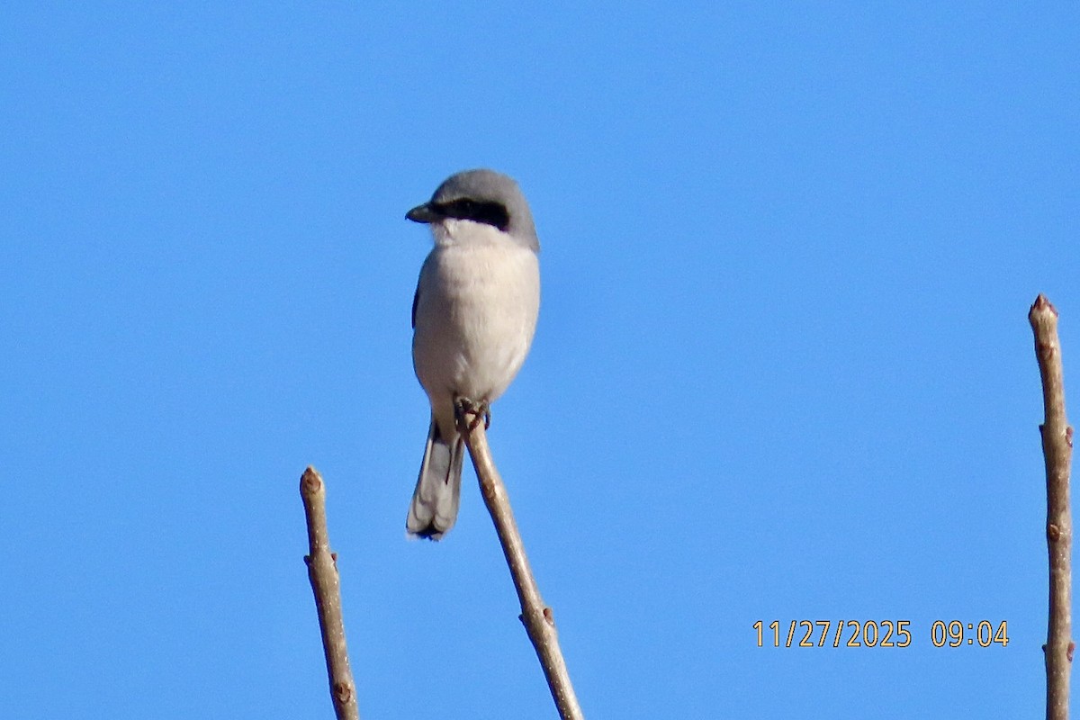 Loggerhead Shrike - ML645952783