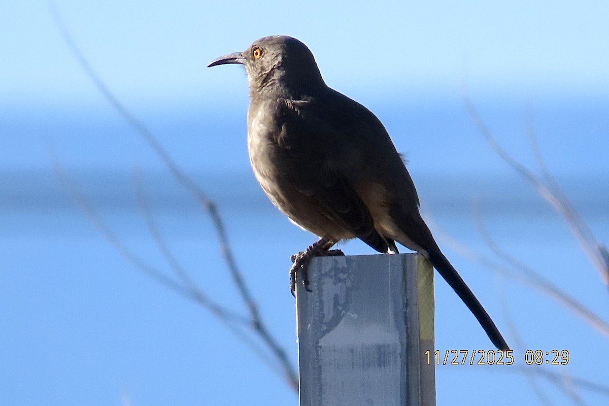 Curve-billed Thrasher - ML645952789