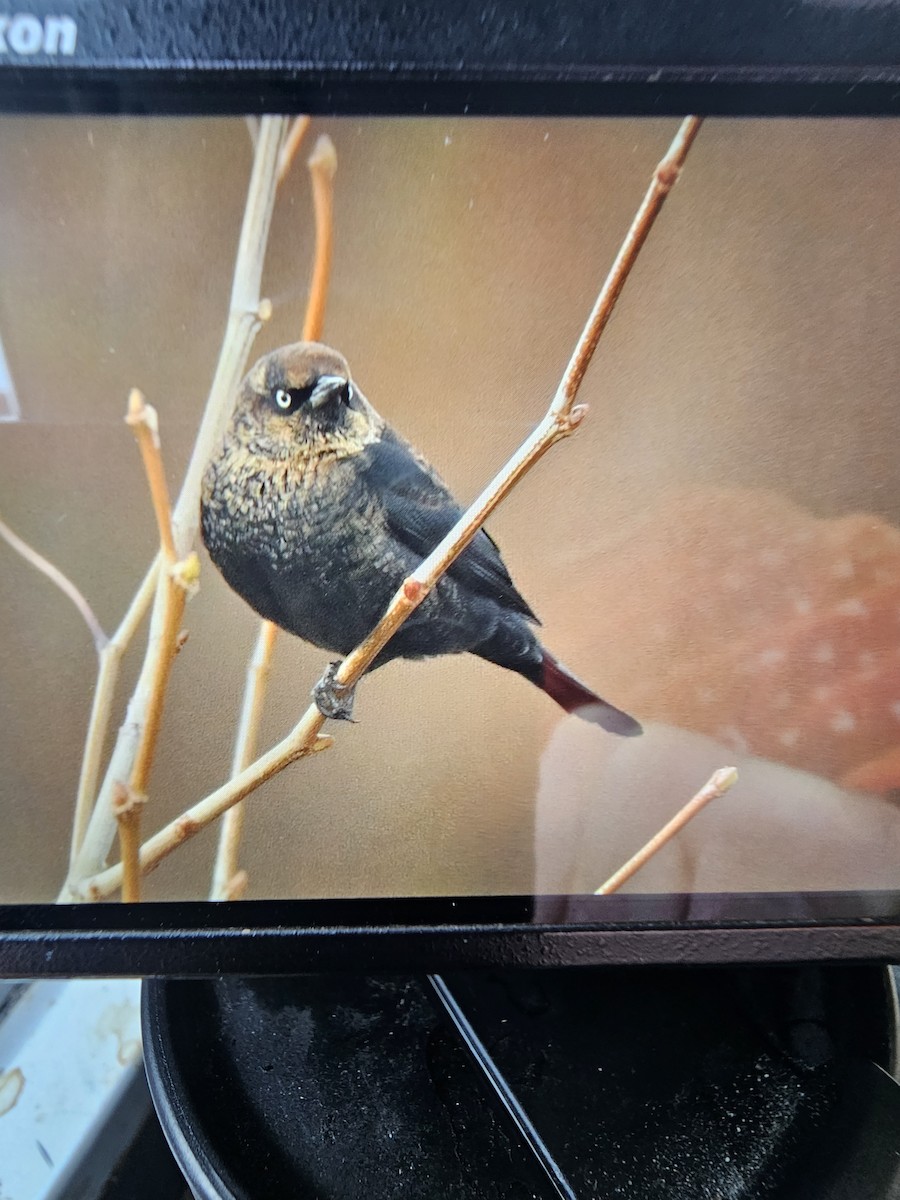 クロムクドリモドキ - ML645952793