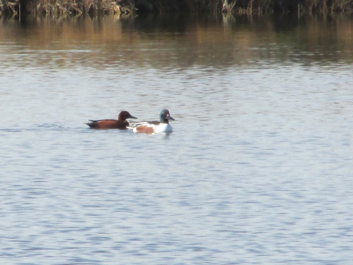 Cinnamon Teal - ML645952796