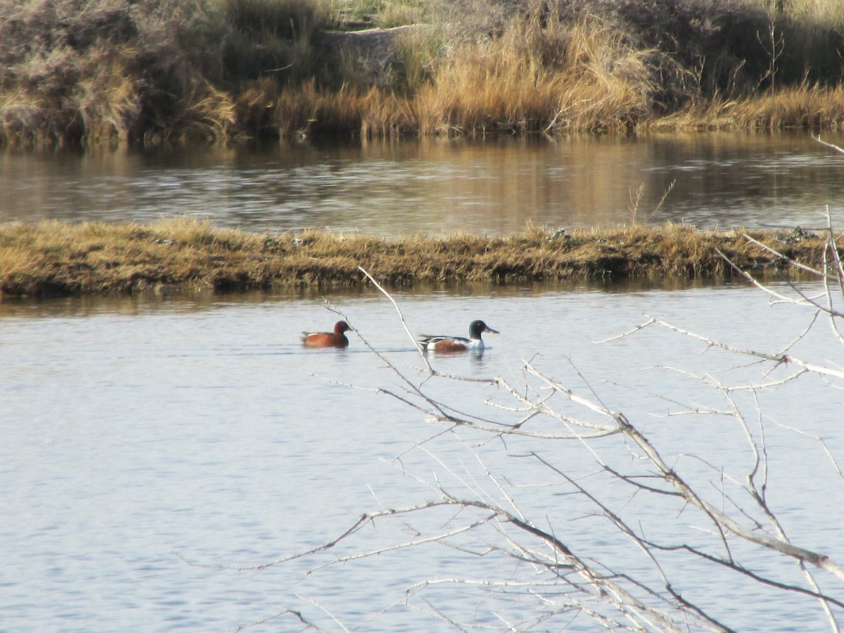 Cinnamon Teal - ML645952797