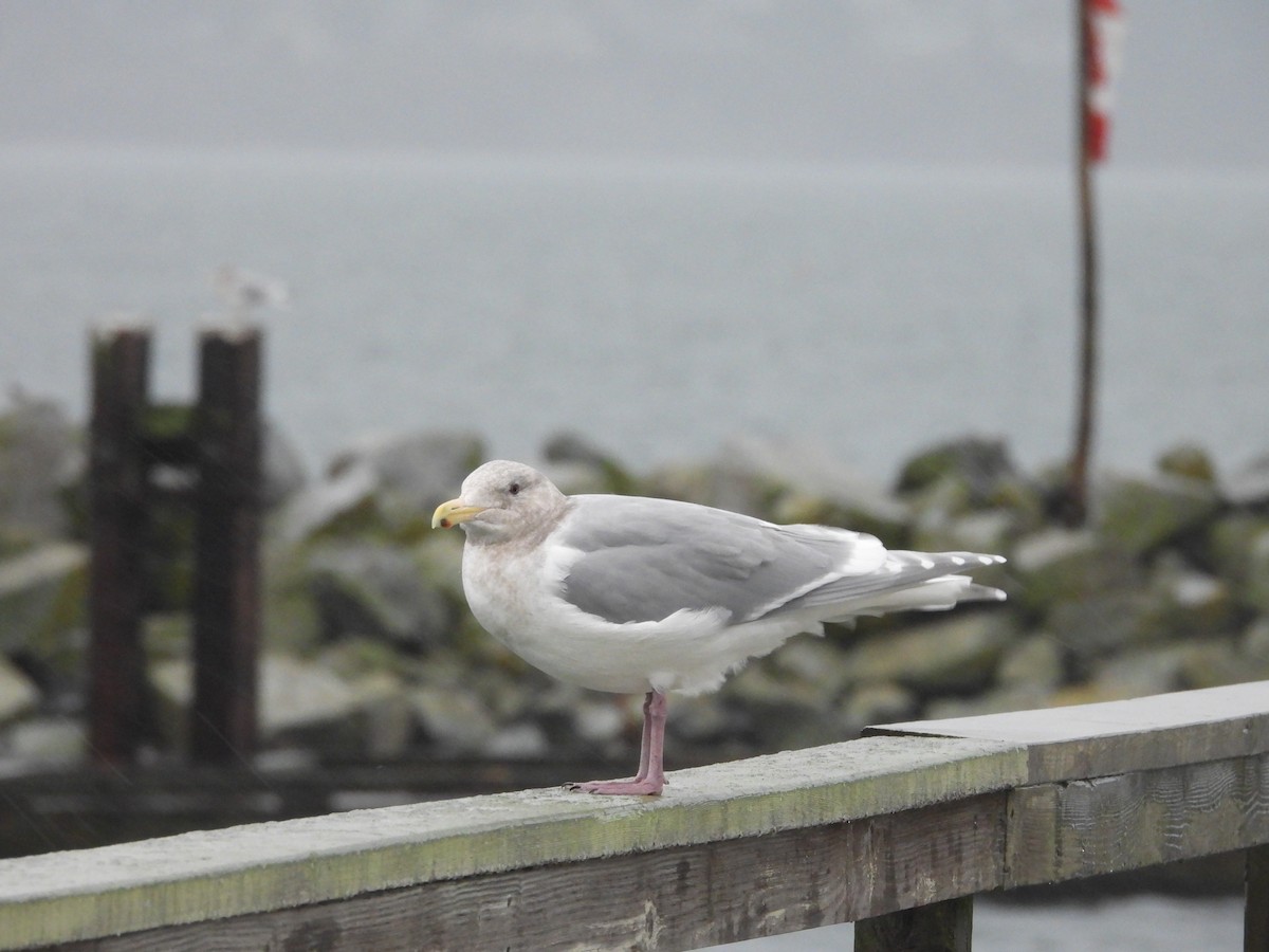 Beringo kaioa - ML645952801