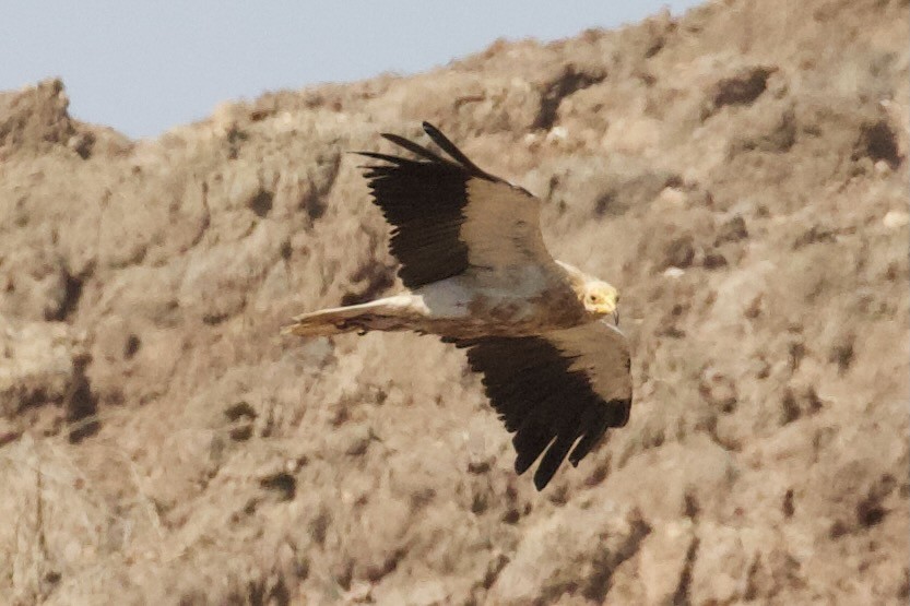 Alimoche Común - ML645952802