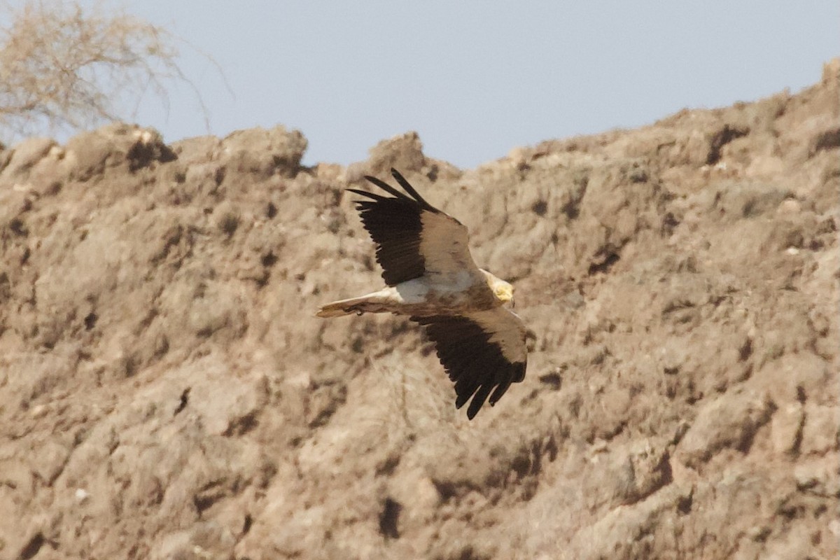 Alimoche Común - ML645952803