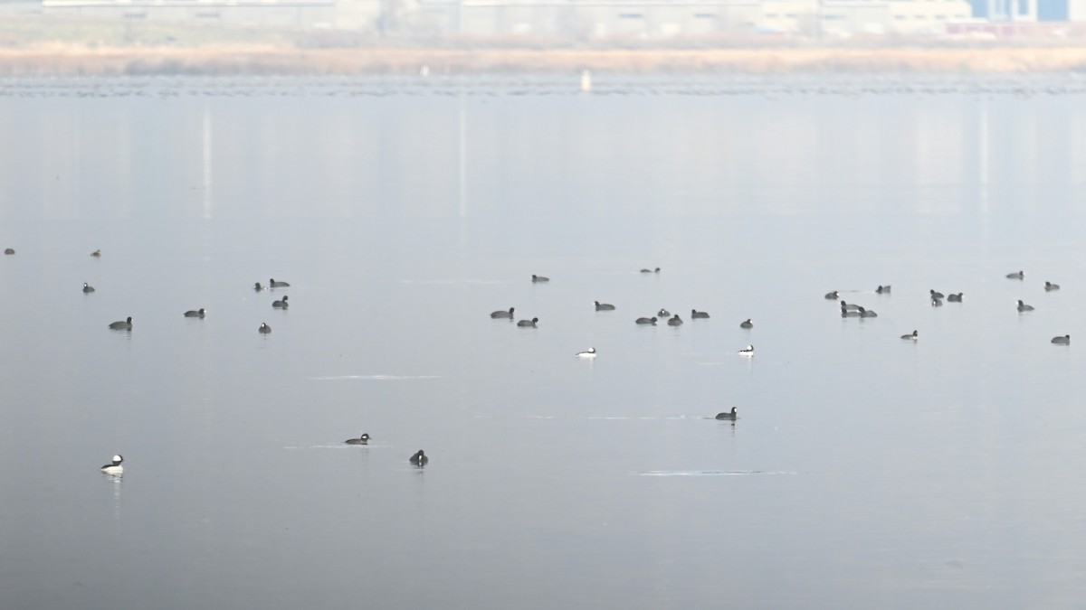 Focha Americana - ML645952810