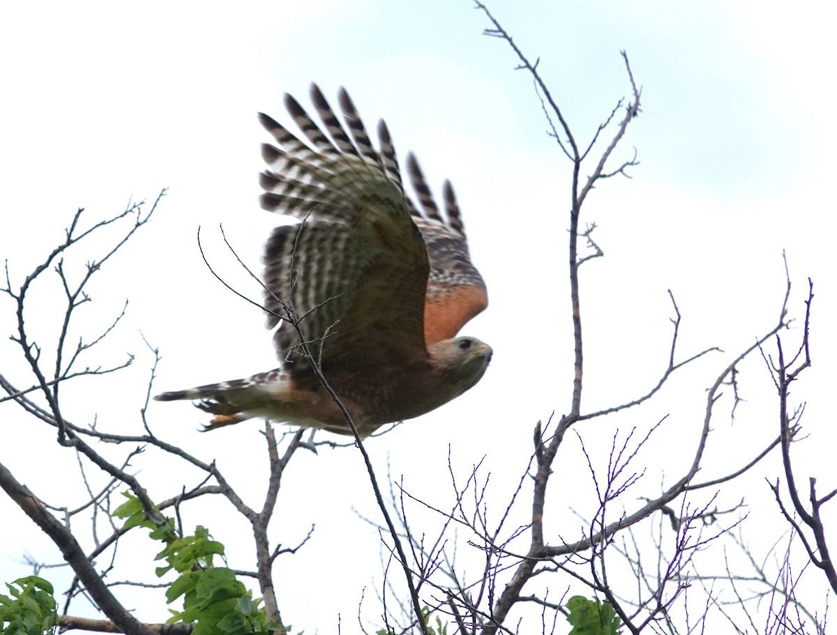 Busardo Pechirrojo - ML645952811