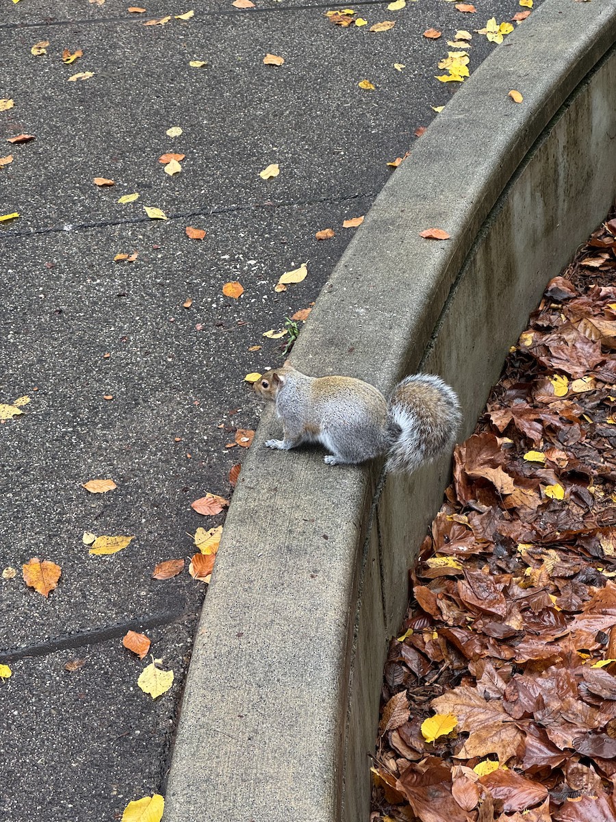 Eastern Gray Squirrel - ML645952812