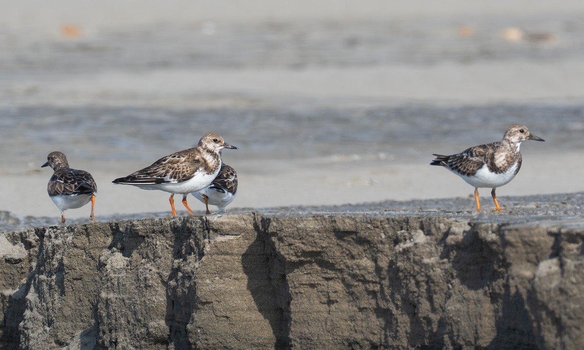 Vuelvepiedras Común - ML645952813