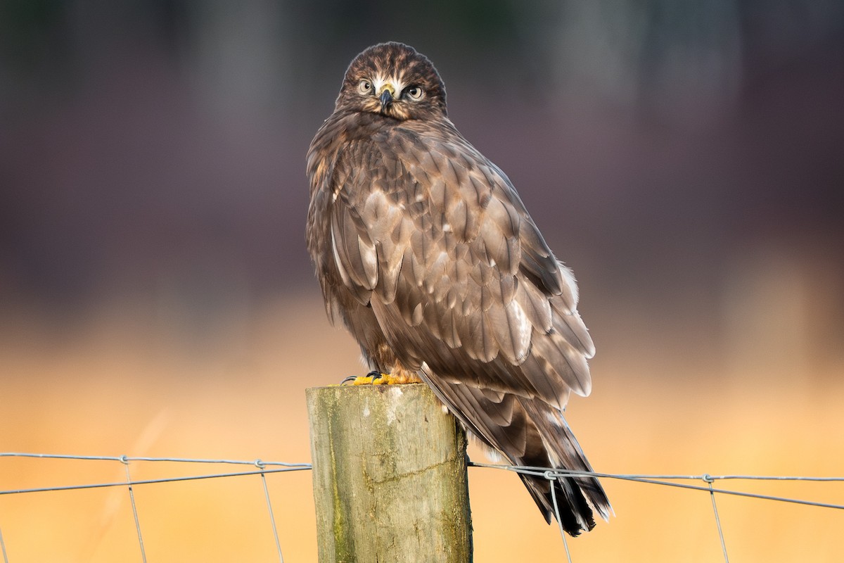 Busardo Calzado - ML645952815