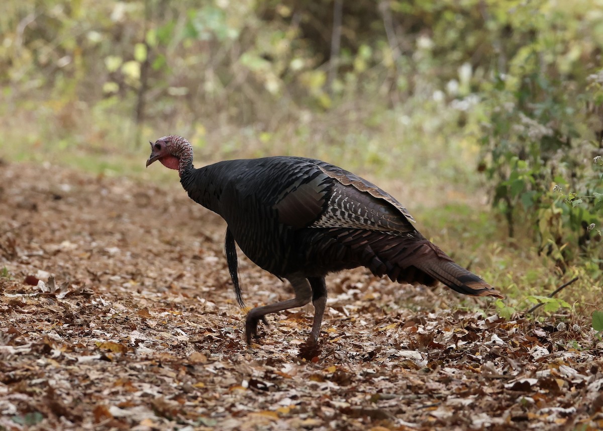 Guajolote Gallipavo - ML645952816