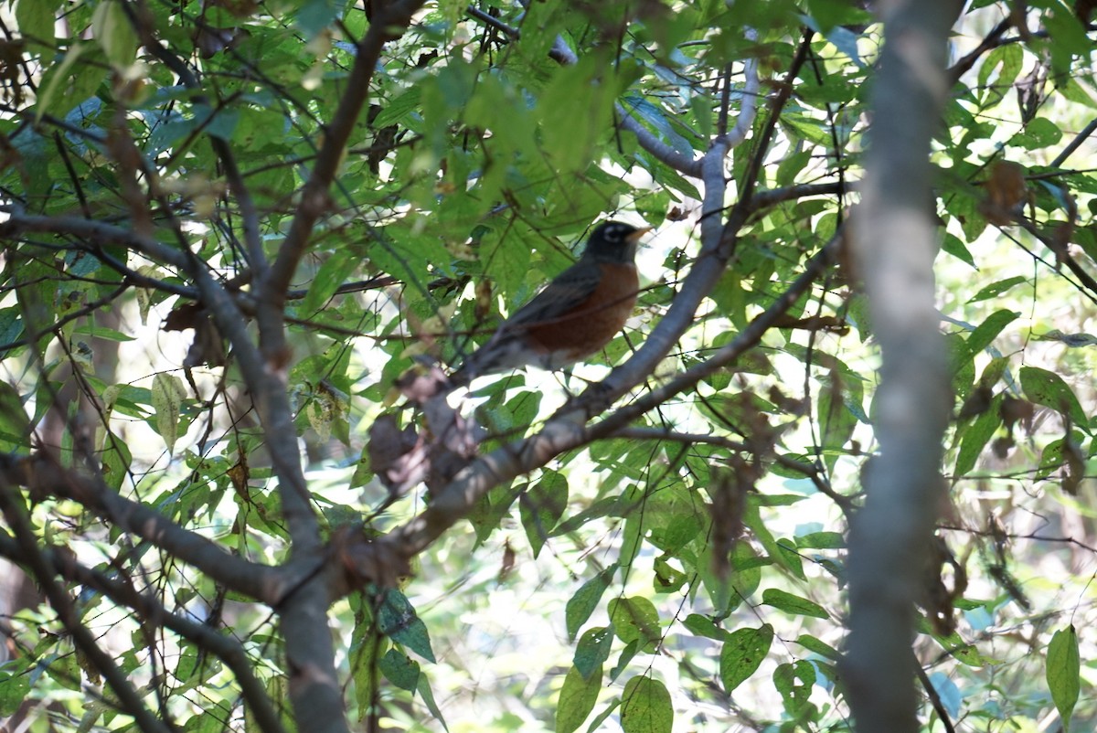 Zorzal Americano - ML645952820