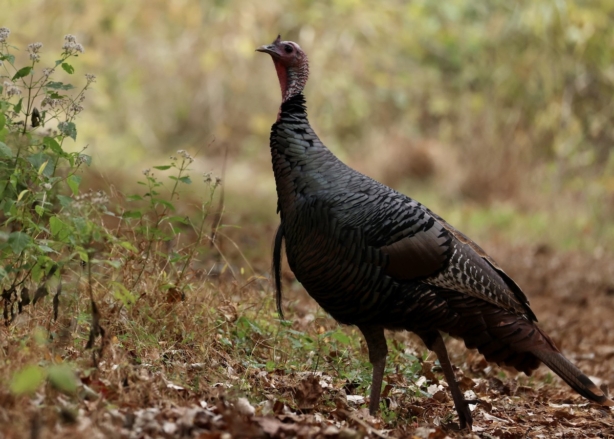 Guajolote Gallipavo - ML645952821