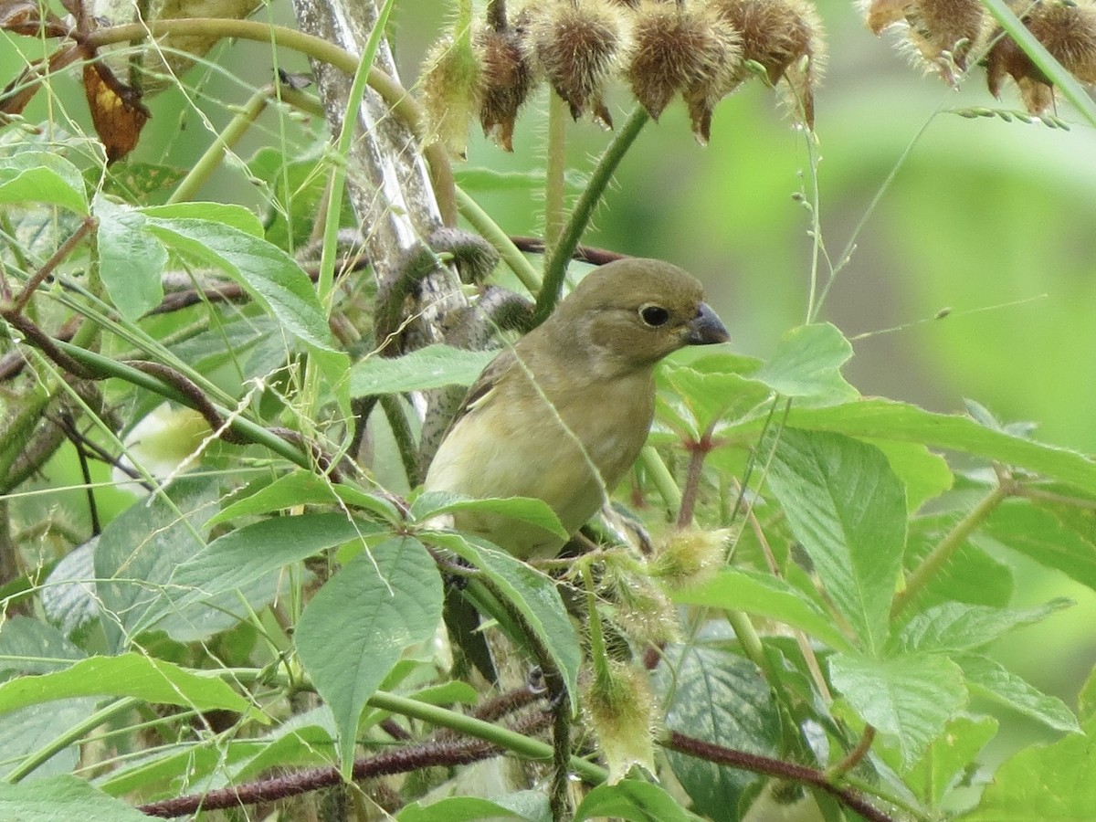 Semillero Corbatita - ML645952822