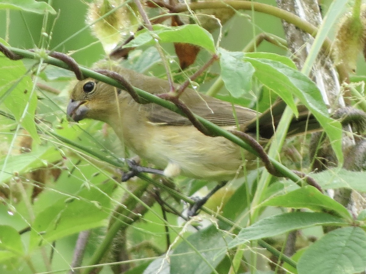 Semillero Corbatita - ML645952823