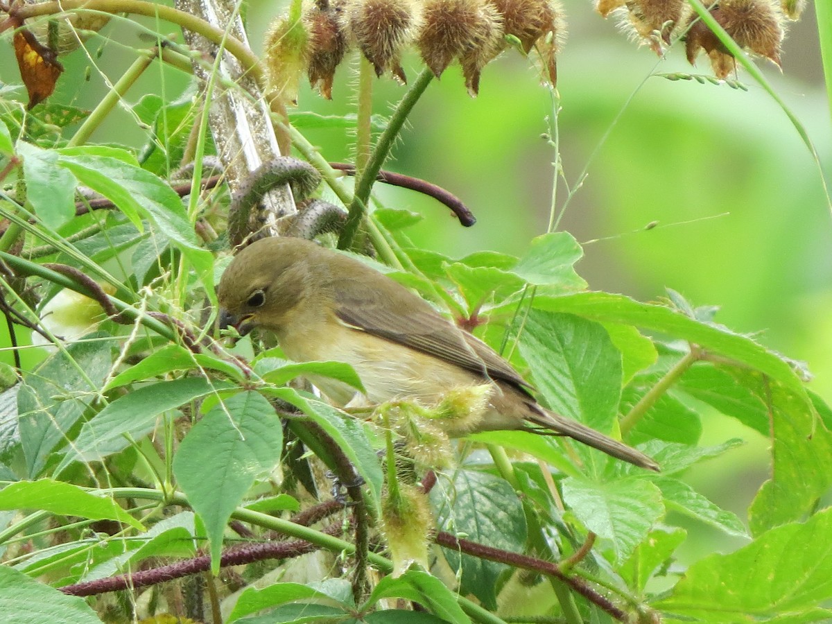 Semillero Corbatita - ML645952824