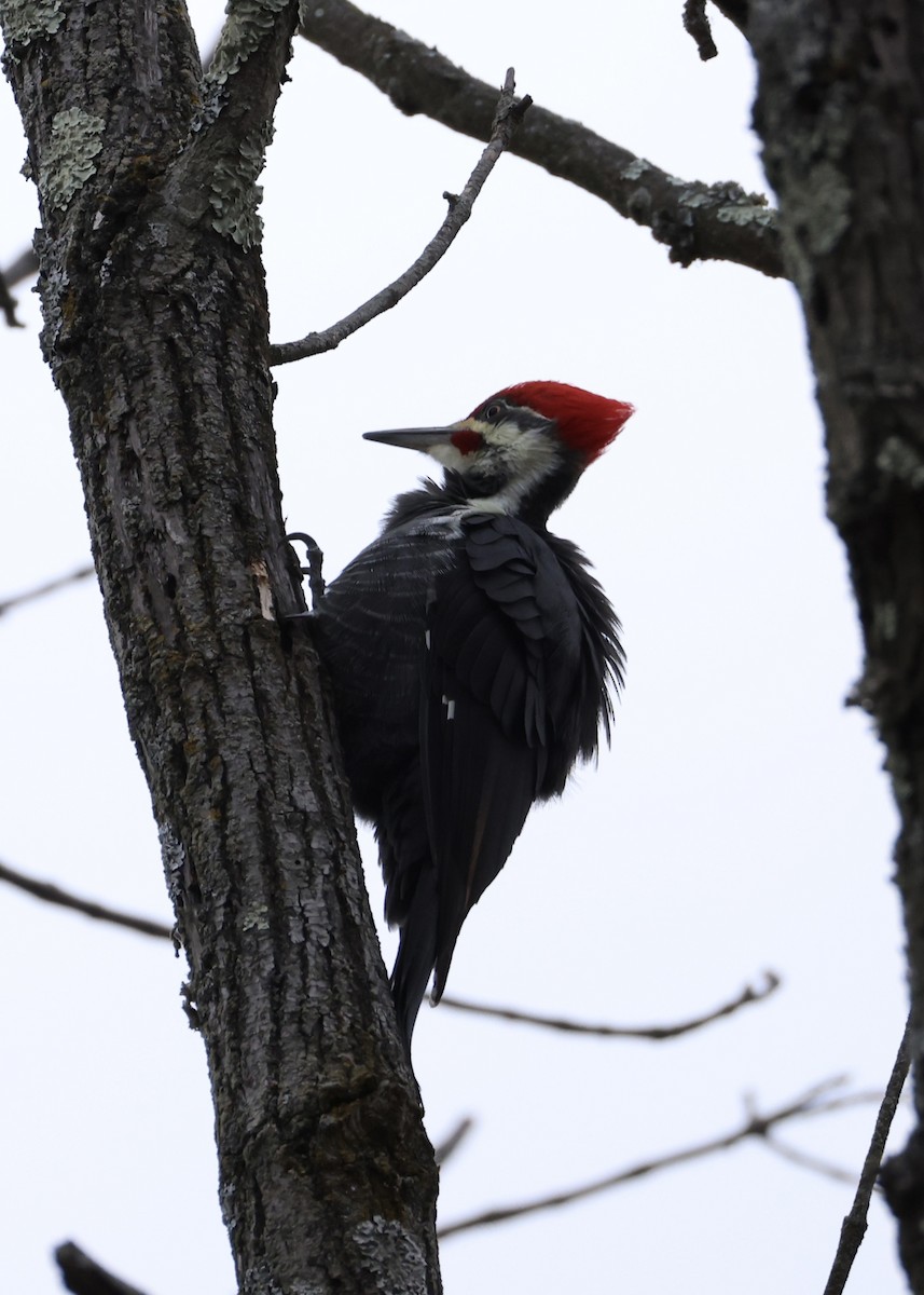 Picamaderos Norteamericano - ML645952825