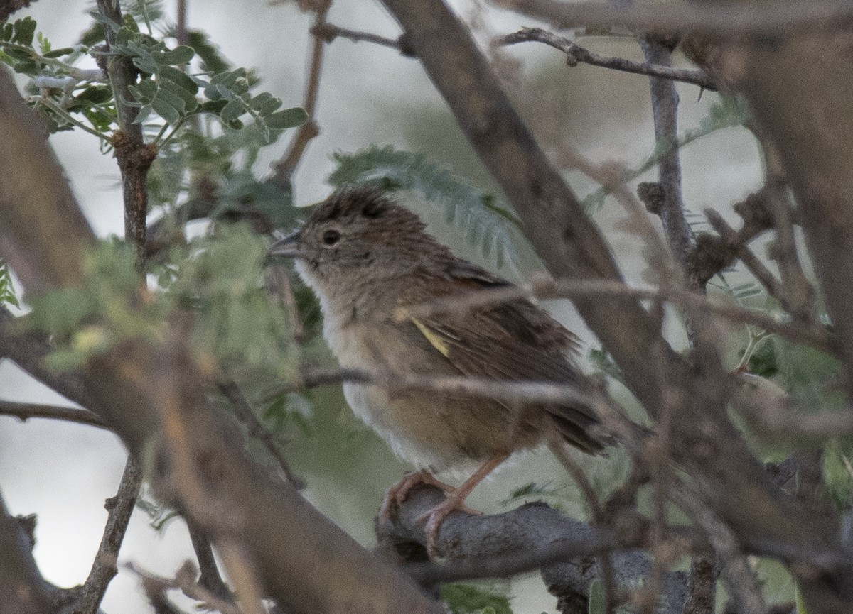 Chingolo de Botteri - ML645952826