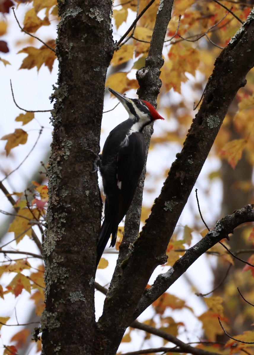 Picamaderos Norteamericano - ML645952827
