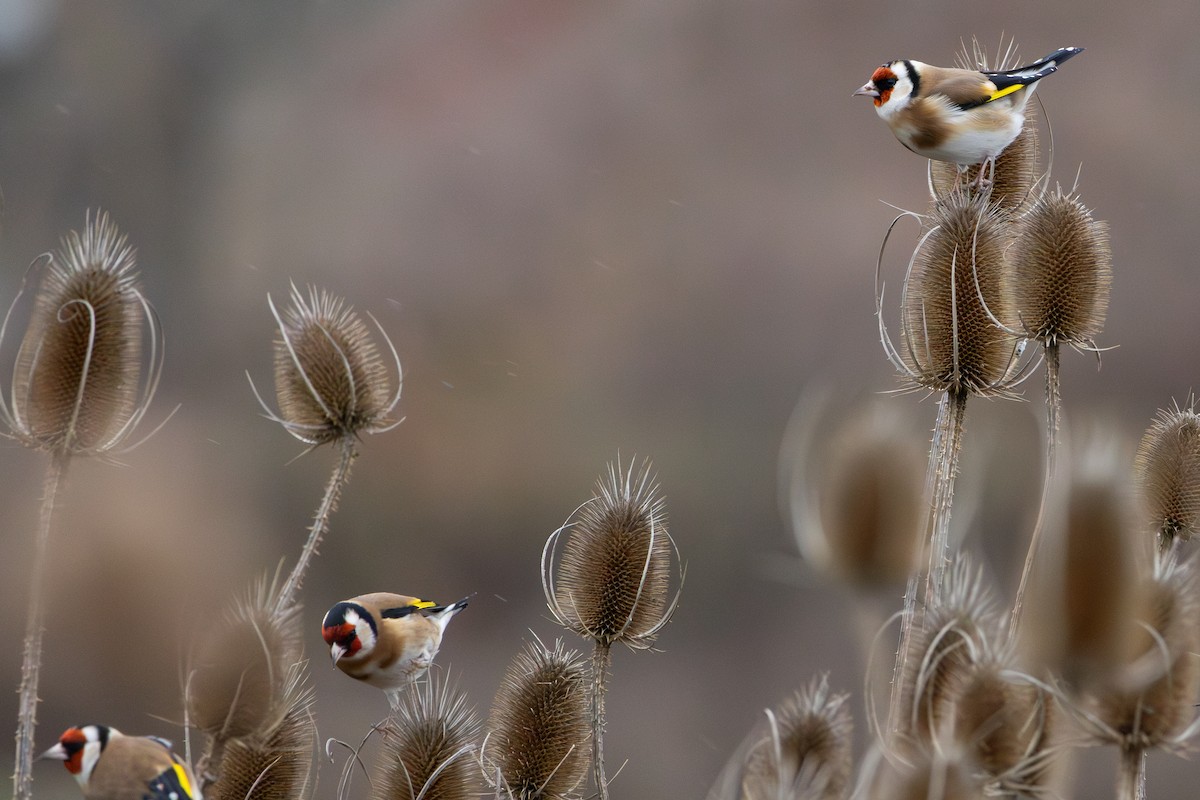 Jilguero Europeo - ML645952830