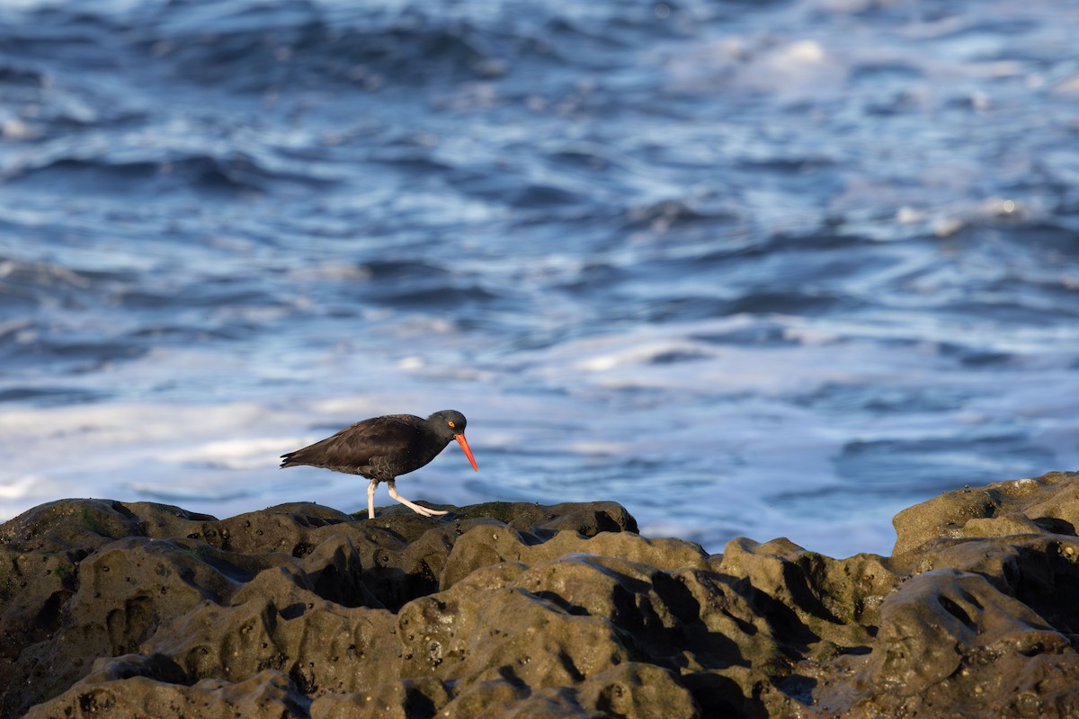 Ostrero Negro Norteamericano - ML645952831
