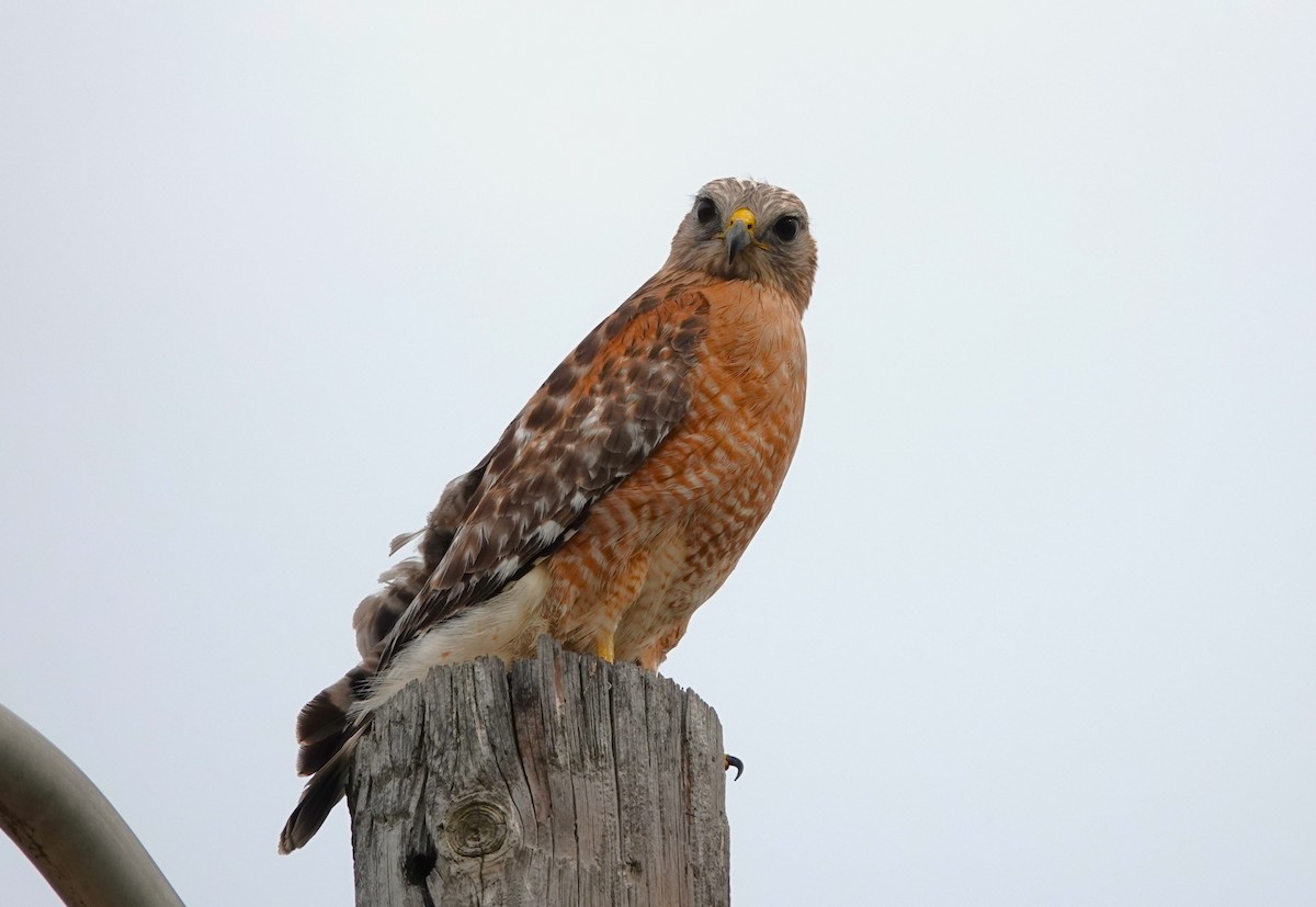 Busardo Pechirrojo - ML645952835