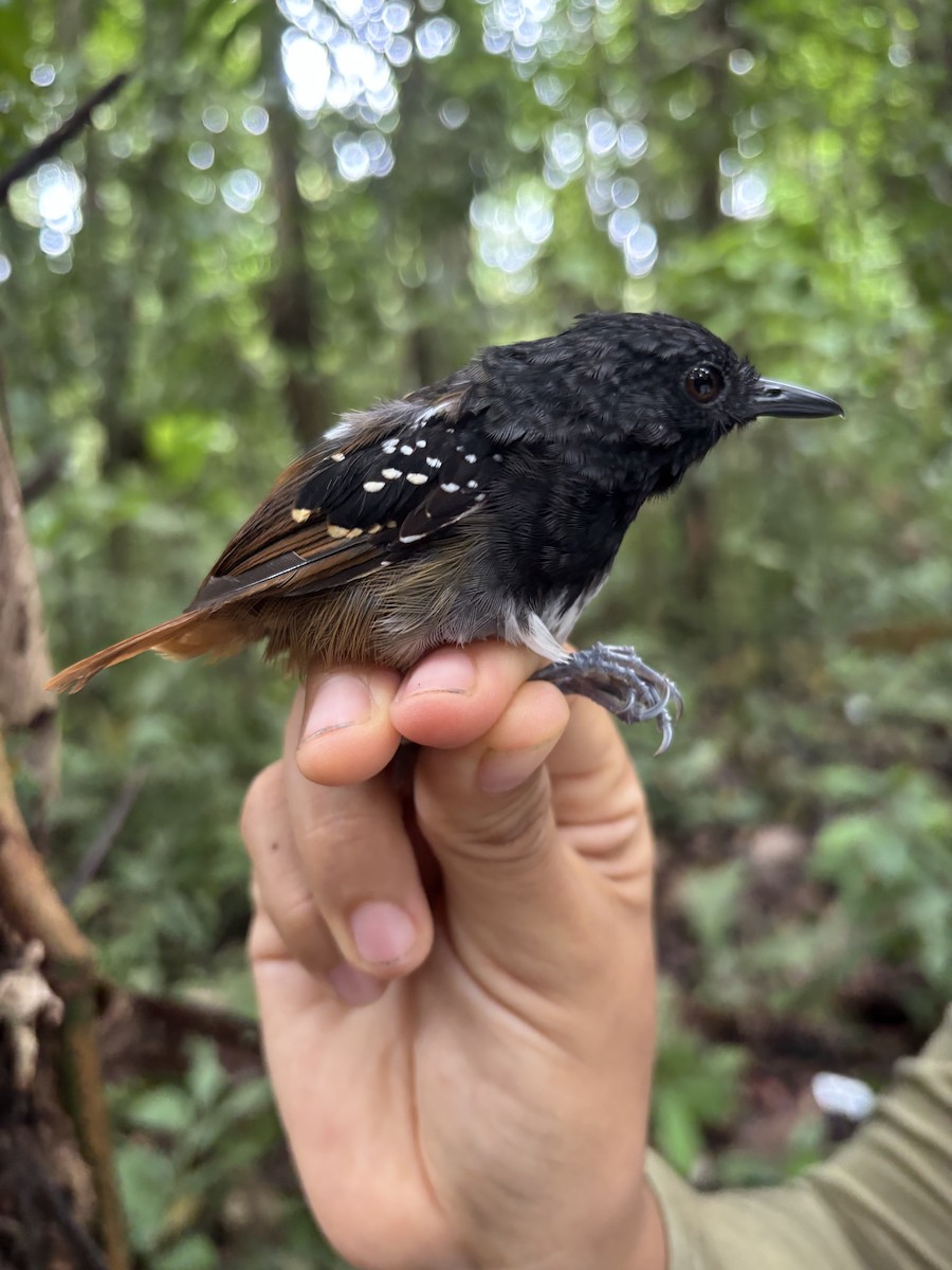 Hormiguero Colicastaño Sureño - ML645952838