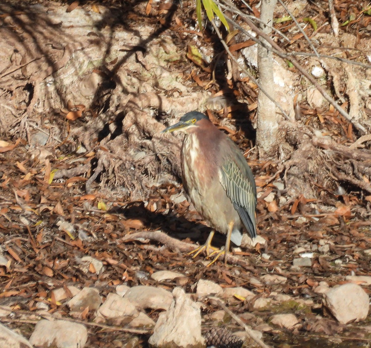 Green Heron - ML645952840