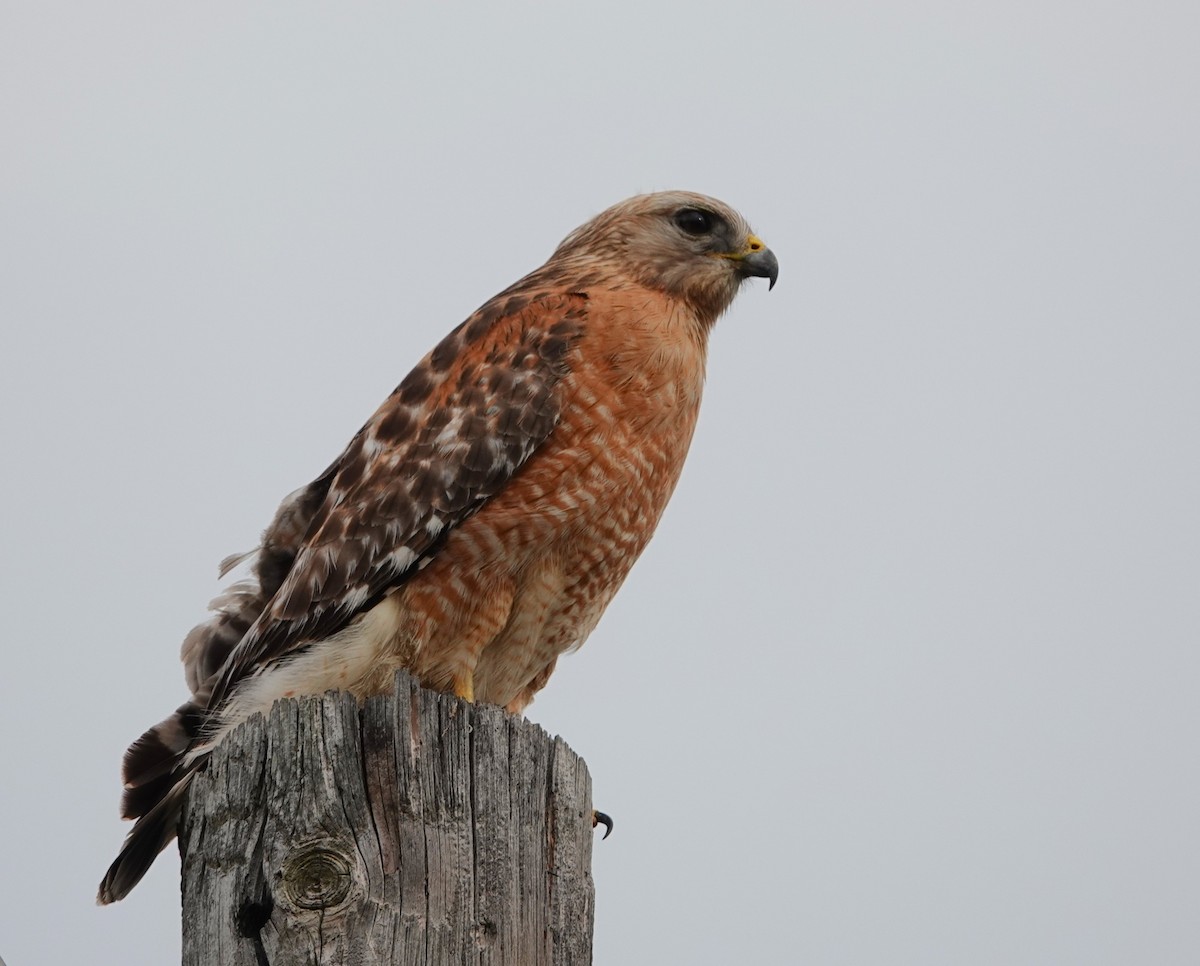 Busardo Pechirrojo - ML645952843