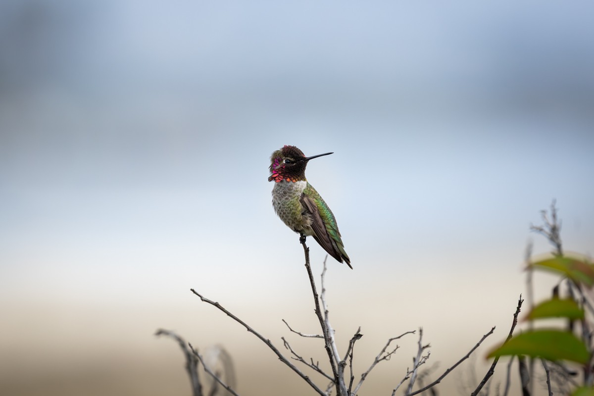 Colibrí de Anna - ML645952844