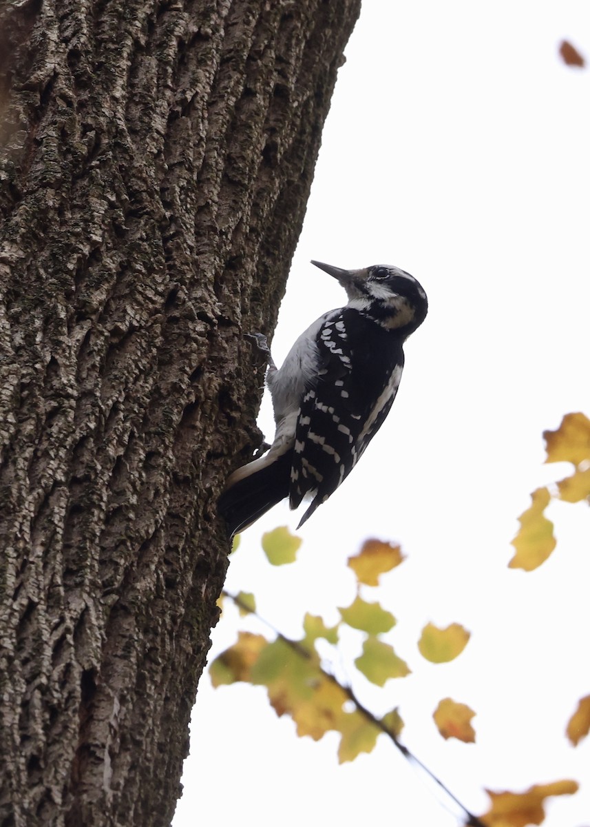 Pico Velloso - ML645952846