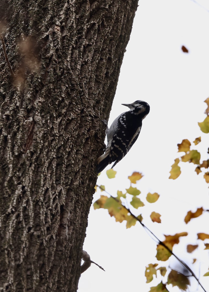 Pico Velloso - ML645952848