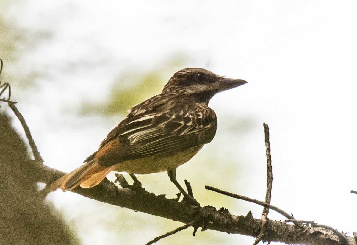 Bienteveo Ventriazufrado - ML645952849