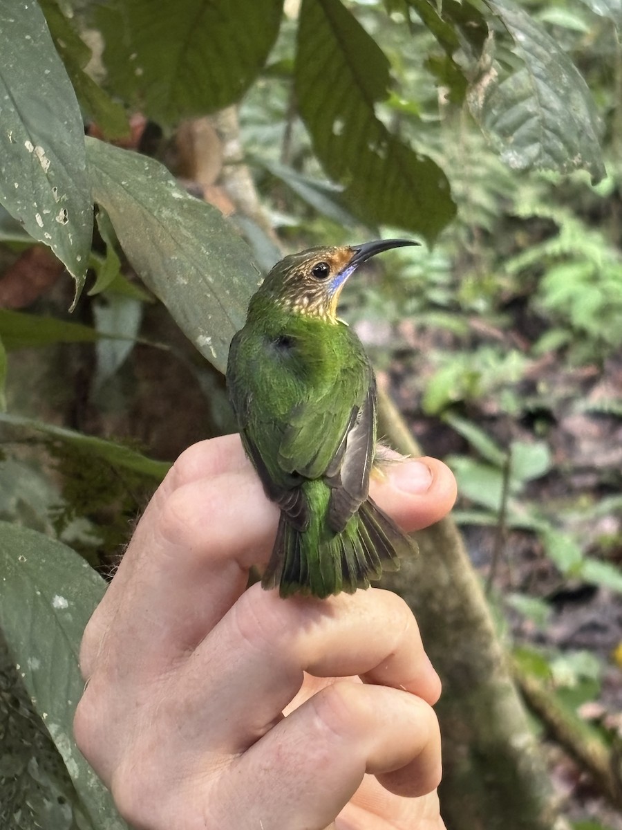 Mielerito Cerúleo - ML645952850