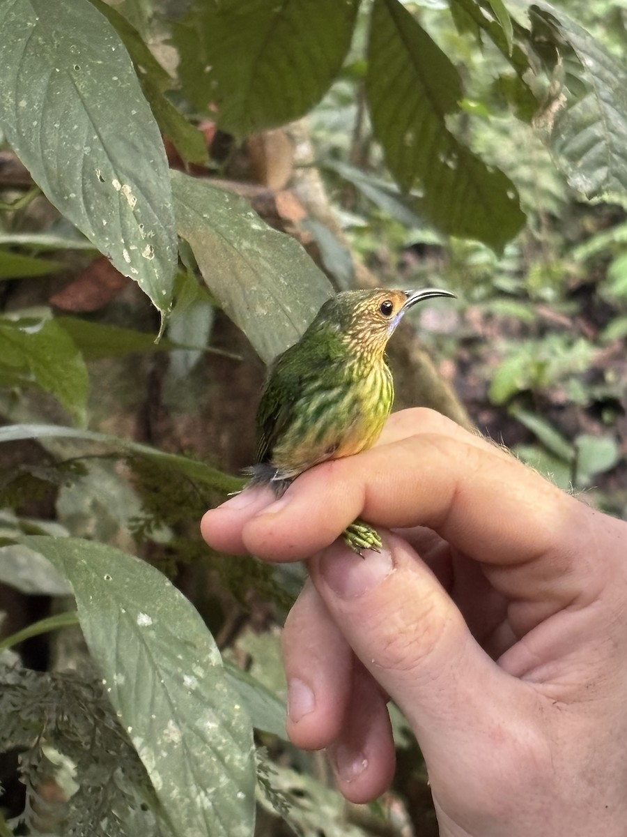 Mielerito Cerúleo - ML645952851