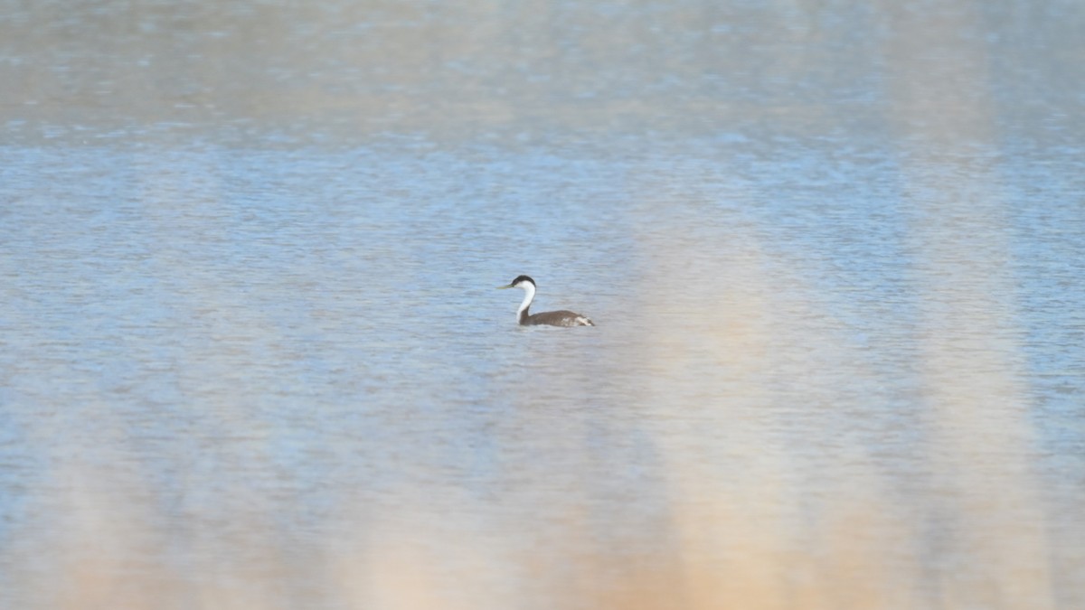 Achichilique Común - ML645952853