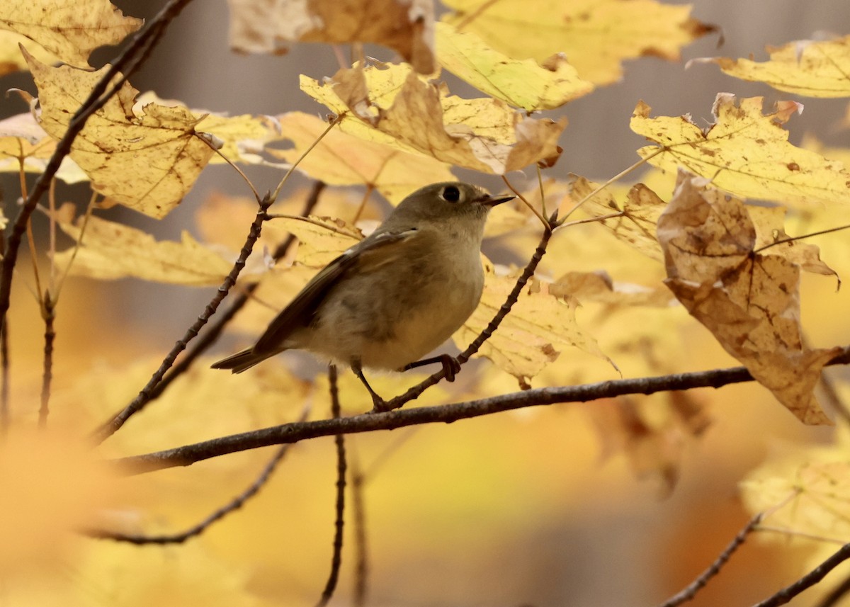 Reyezuelo Rubí - ML645952854