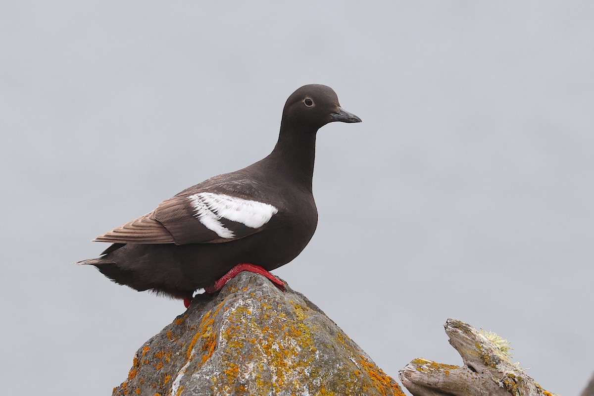 Arao Colombino - ML645952856