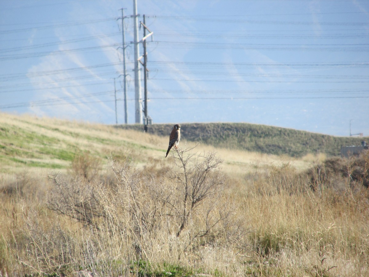 American Kestrel - ML645952857