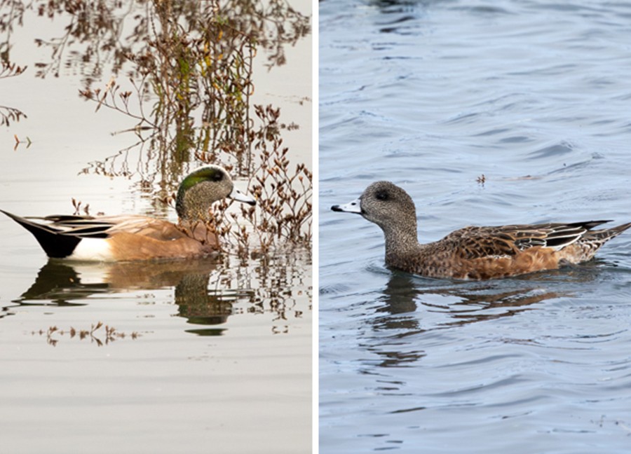 American Wigeon - ML645952860