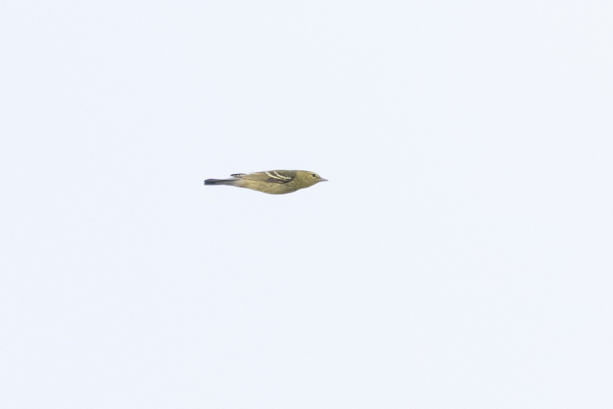 Blackpoll Warbler - ML645952861