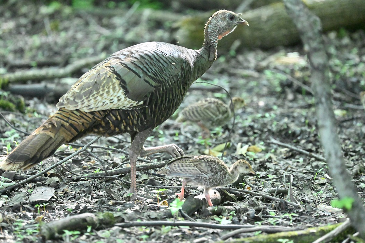 Wild Turkey - ML645952863