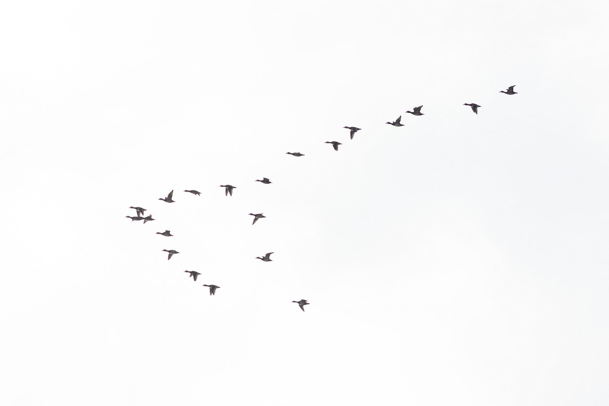 Ring-necked Duck - ML645952871