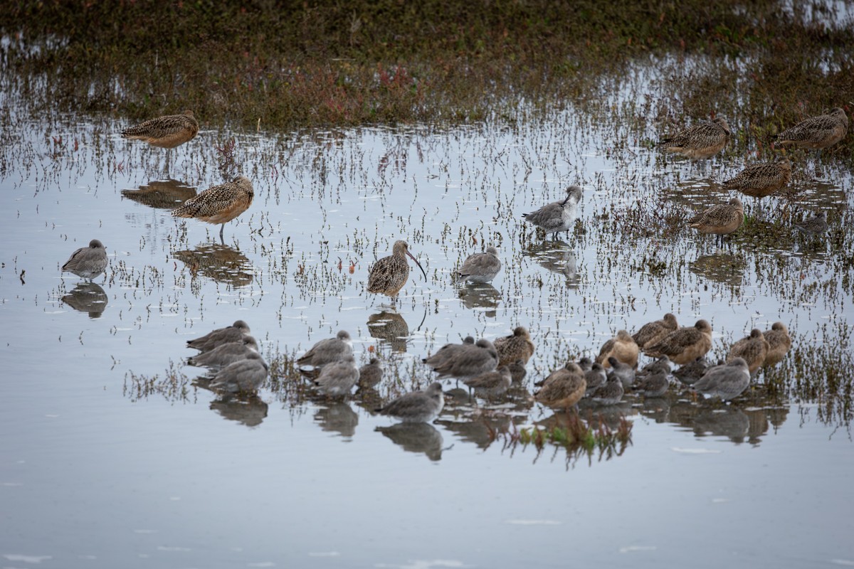Long-billed Curlew - ML645952872