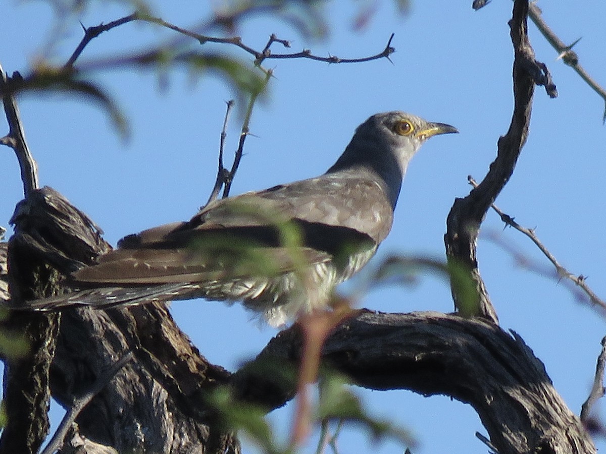 Coucou africain - ML645952876