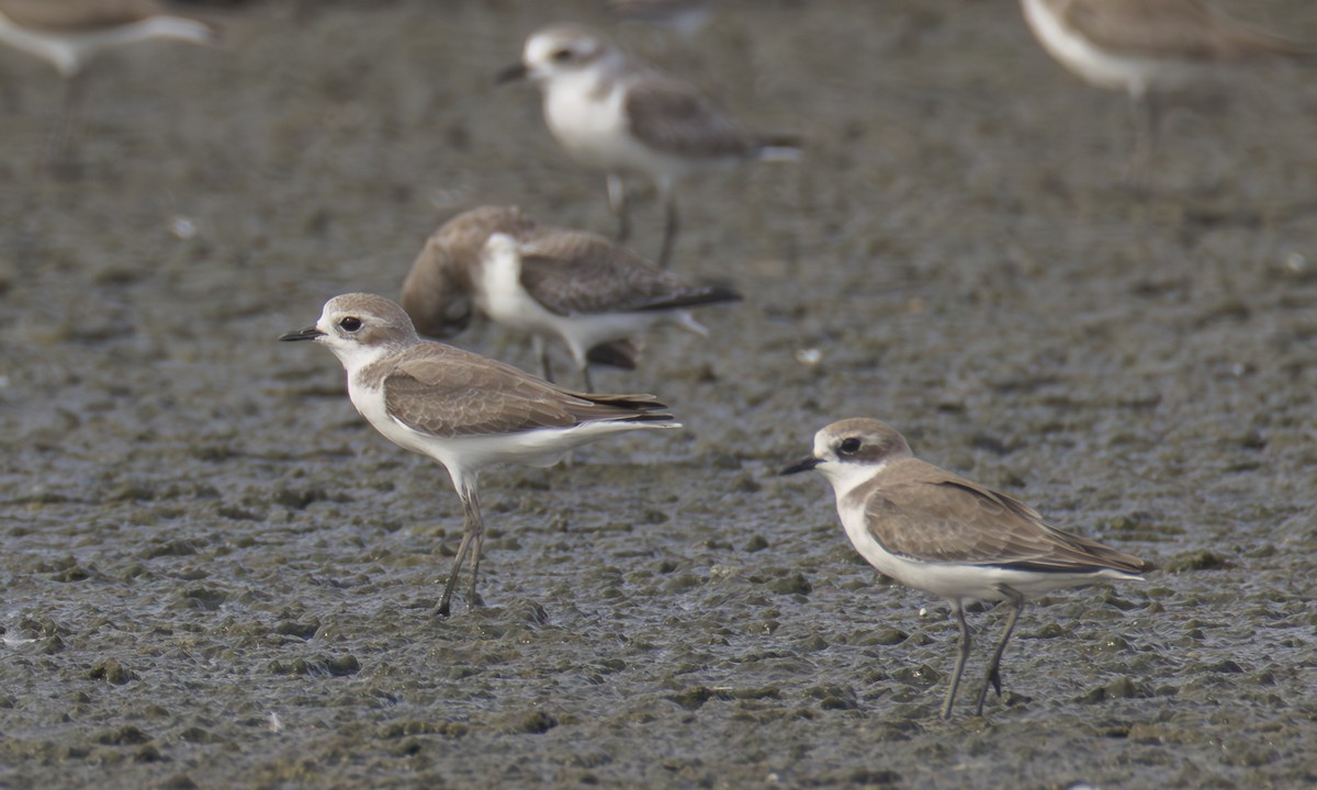Tibetan Sand-Plover - ML645952877