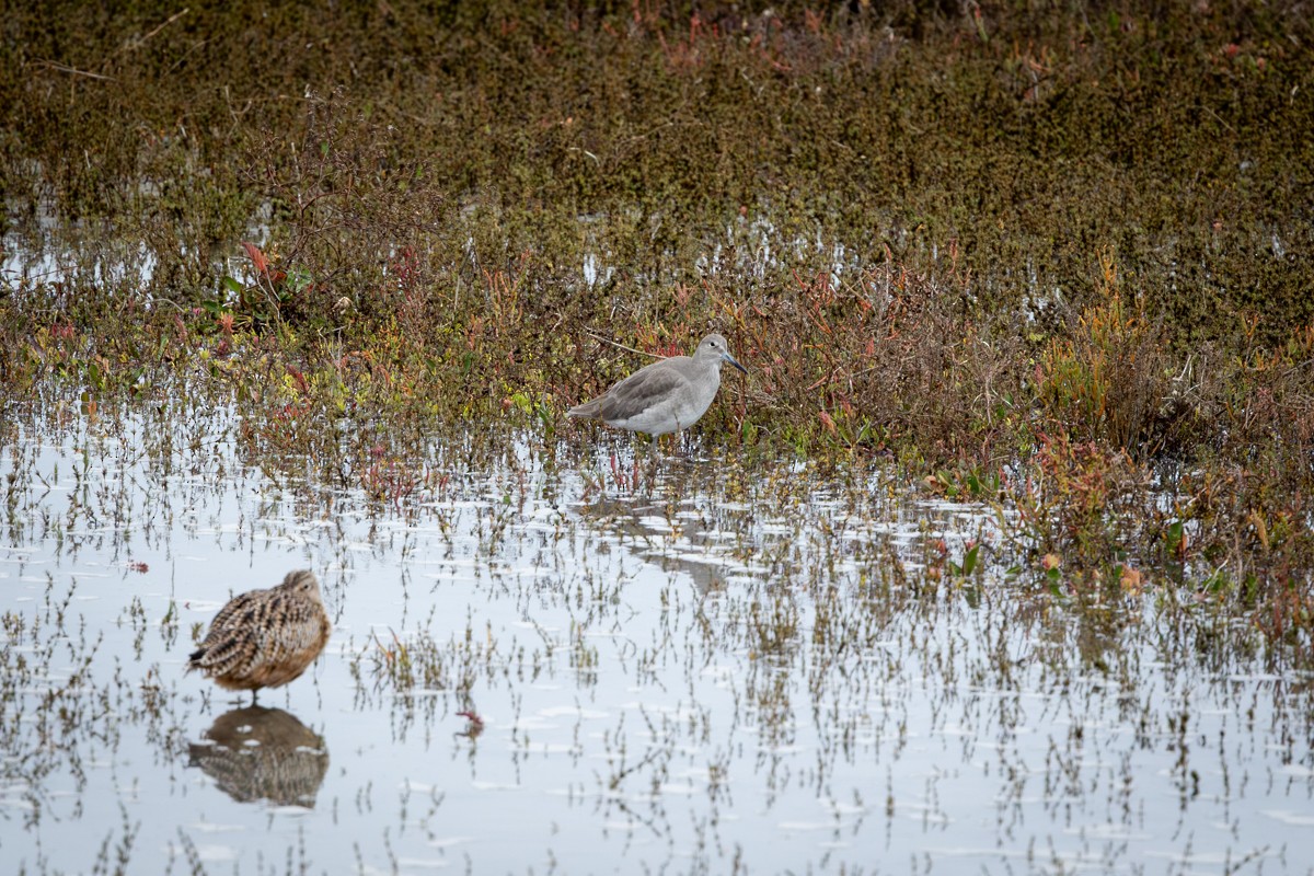 Willet - ML645952878