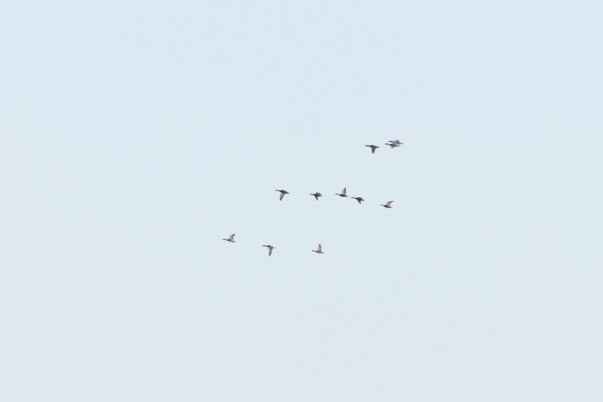 Mallard x American Black Duck (hybrid) - ML645952879