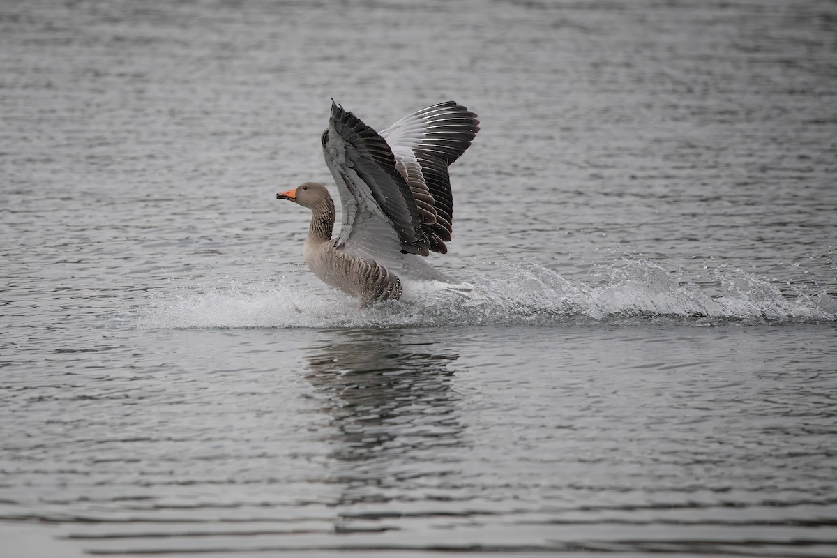 Гуска сіра - ML645952881