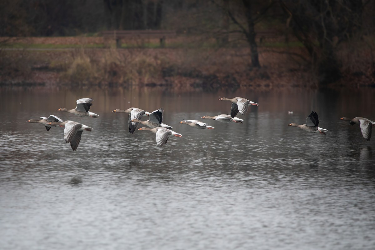 Гуска сіра - ML645952882